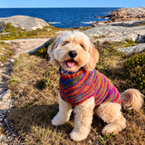 Hand-Knit Dog Sweater with Harness Hole