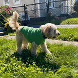 Hand-Knit Dog Sweater with Harness Hole