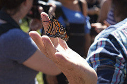 Pup Package: Butterfly