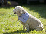 Dog Kerchief